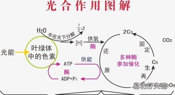 请问朋友们,向日葵为什么会围着太阳转呢