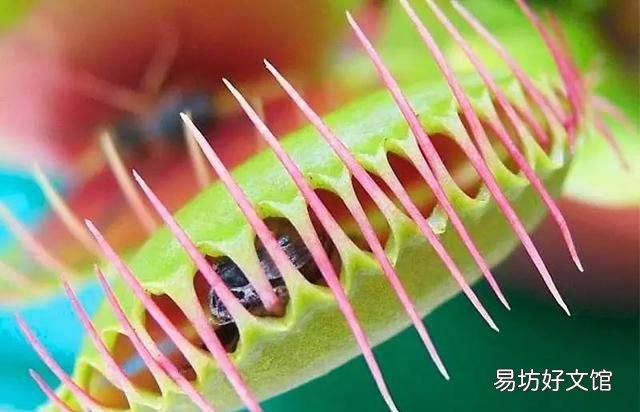 请问朋友们,向日葵为什么会围着太阳转呢