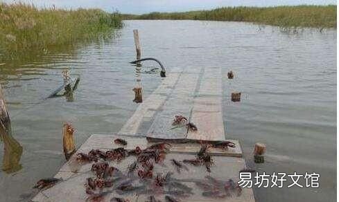 喂食小龙虾的小麦要不要煮熟