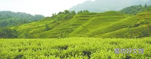三十而已的空山茶是什么茶
