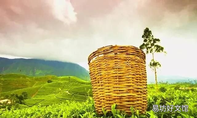 三十而已的空山茶是什么茶