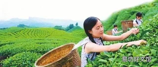 三十而已的空山茶是什么茶