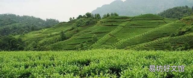 三十而已的空山茶是什么茶