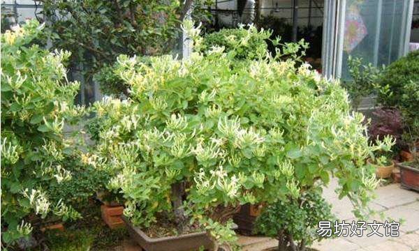 金银花怎么养殖方法，金银花盆栽养殖方法和注意事项视频