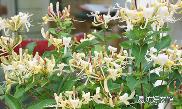 金银花怎么养殖方法，金银花盆栽养殖方法和注意事项视频