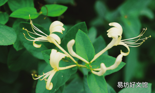 金银花怎么养殖方法，金银花盆栽养殖方法和注意事项视频