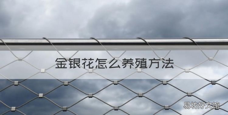 金银花怎么养殖方法，金银花盆栽养殖方法和注意事项视频
