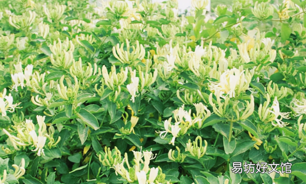 金银花怎么养殖方法，金银花盆栽养殖方法和注意事项视频