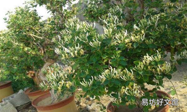 金银花怎么养殖方法，金银花盆栽养殖方法和注意事项视频