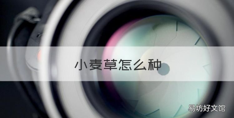 小麦草怎么种，水培小麦草怎么种植