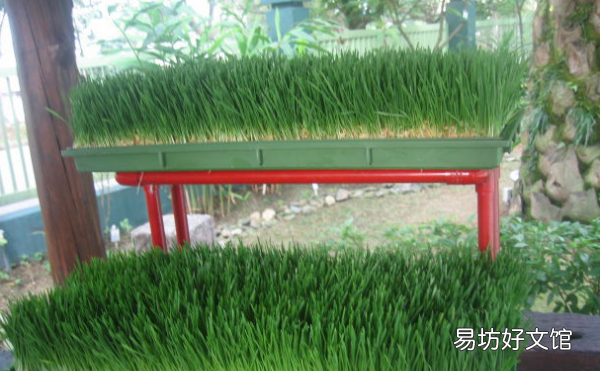 小麦草怎么种，水培小麦草怎么种植