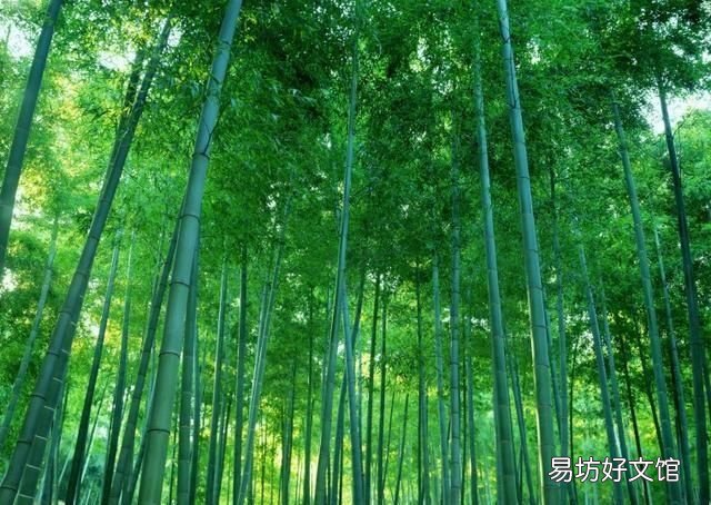 你们家乡有竹子吗?可以做成什么产品呢