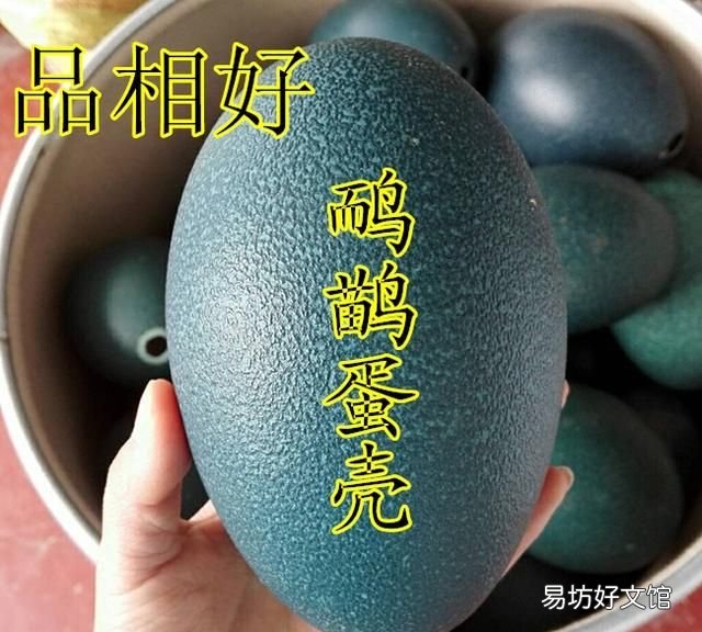 鸸鹋和鸵鸟是野生动物吗