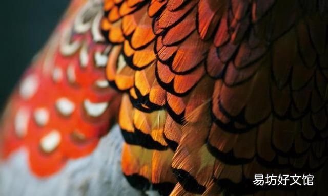 鸟怎样抖动羽毛,鸟保护自己的技巧