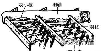 鸟怎样抖动羽毛,鸟保护自己的技巧