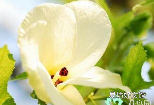 金花葵对什么病有功效 金花葵功效与作用都有哪些