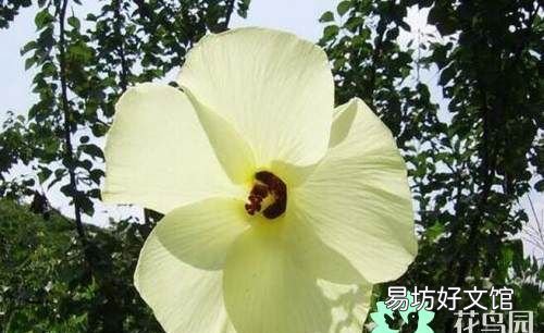 金花葵对什么病有功效 金花葵功效与作用都有哪些