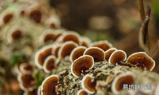 干木耳放3年了还能吃吗