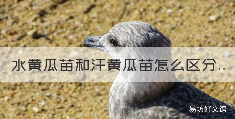 水黄瓜和旱黄瓜的区别图片，水黄瓜苗和汗黄瓜苗怎么区分