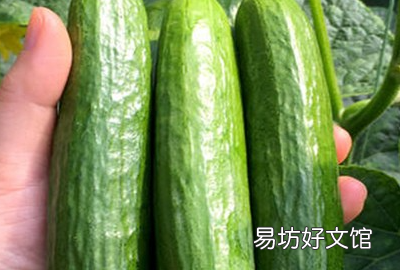 水黄瓜和旱黄瓜的区别图片，水黄瓜苗和汗黄瓜苗怎么区分