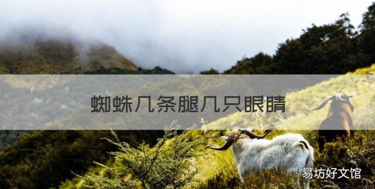 蜘蛛有几只脚,蜘蛛几条腿几只眼睛