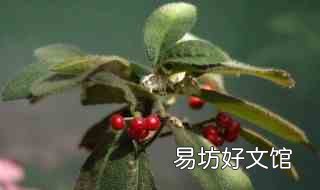 虎舌红用深盆养 虎舌红用什么土养