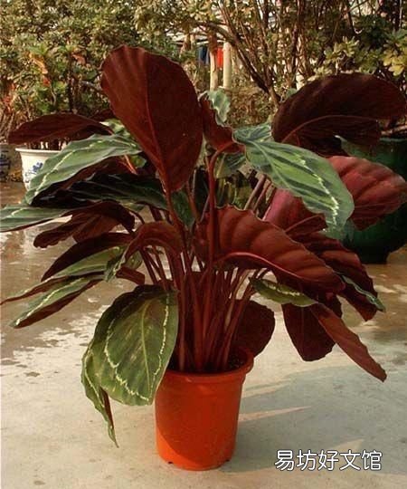 孔雀竹芋怎么養護