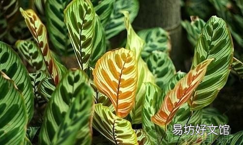 孔雀竹芋怎么養護