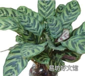 孔雀竹芋怎么養護