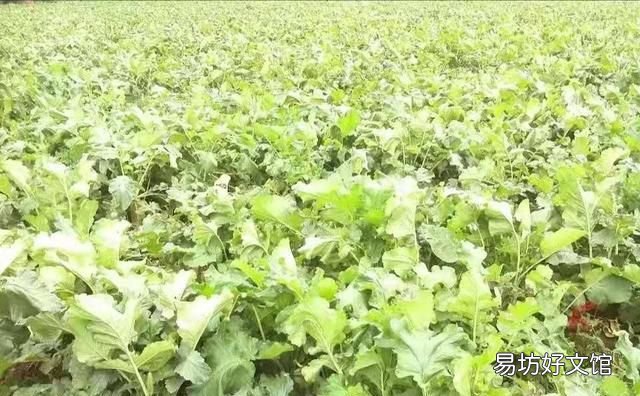 硬糯米软糯米有什么区别 请问糯米怎样做才能更软糯呢