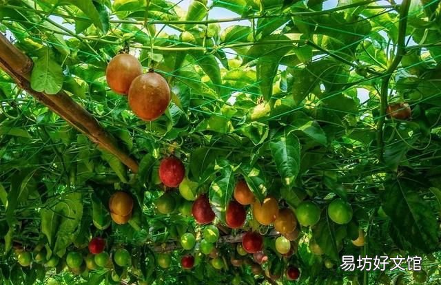 百香果可以泡酒吗