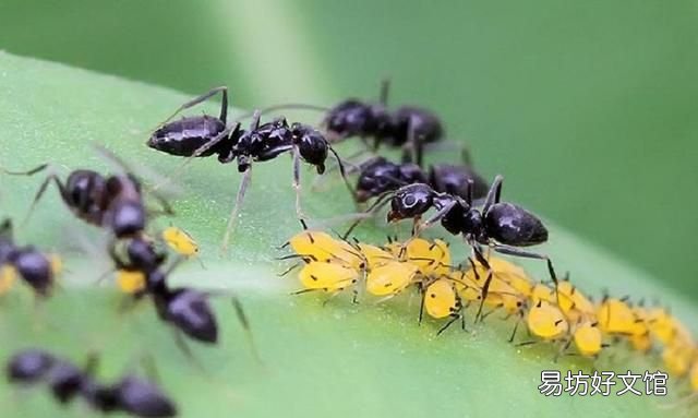 蚂蚁会进化出智慧吗,为什么说蚂蚁才是进化最完美生物