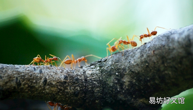 蚂蚁会进化出智慧吗,为什么说蚂蚁才是进化最完美生物