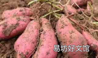 大麦红薯膏搭配怎么用 大麦红薯膏和什么搭配使用