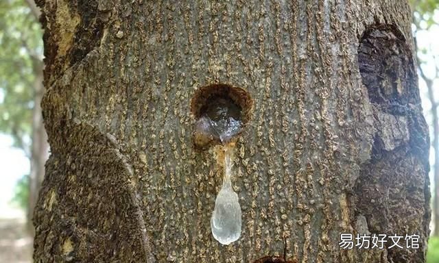 野生雪燕天然植物燕窝 植物雪燕与燕窝的功效与区别
