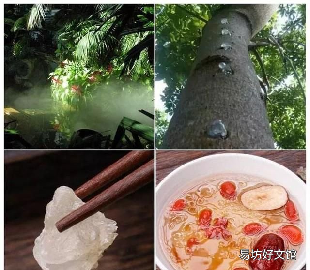 野生雪燕天然植物燕窝 植物雪燕与燕窝的功效与区别