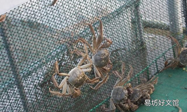 大闸蟹别名叫什么 为什么叫大闸蟹