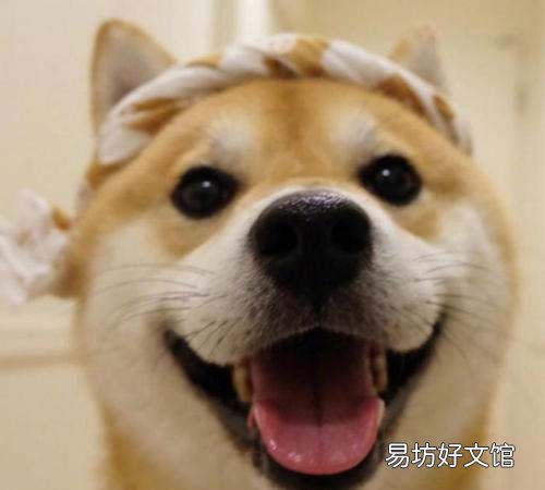 我的腳很臭巨臭英語，狗為什么不嫌主人腳臭