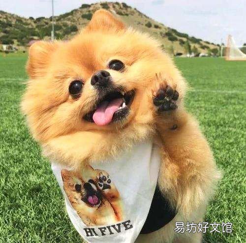 我的腳很臭巨臭英語，狗為什么不嫌主人腳臭