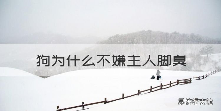 我的腳很臭巨臭英語，狗為什么不嫌主人腳臭
