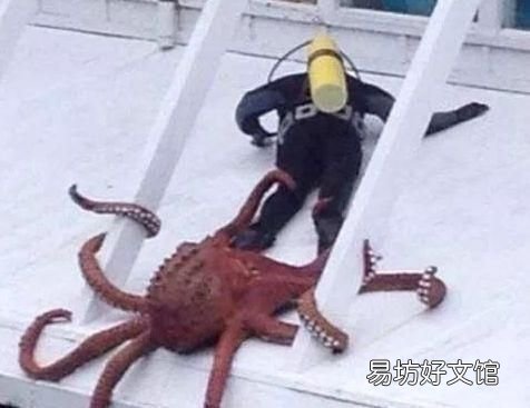吃章鱼被吸盘吸住了怎么办