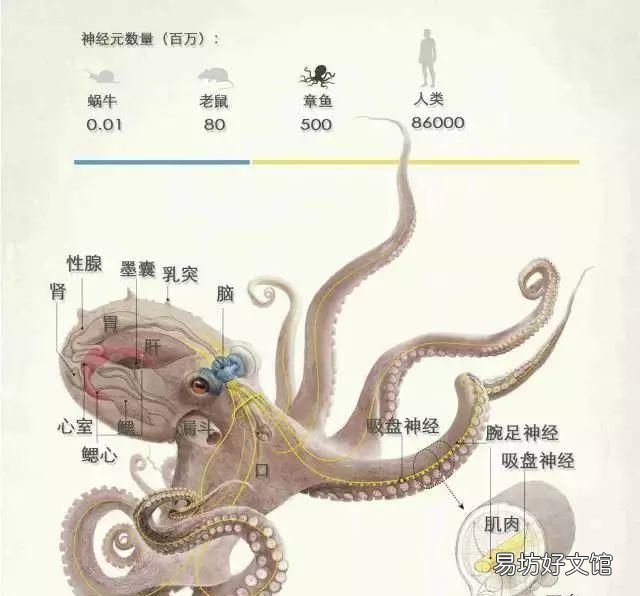 吃章鱼被吸盘吸住了怎么办
