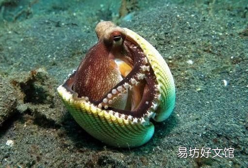吃章鱼被吸盘吸住了怎么办