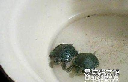 养乌龟喂它吃什么食物,小乌龟吃什么食物 家养