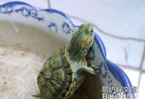 养乌龟喂它吃什么食物,小乌龟吃什么食物 家养