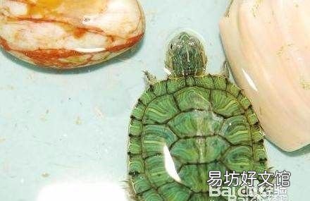 养乌龟喂它吃什么食物,小乌龟吃什么食物 家养