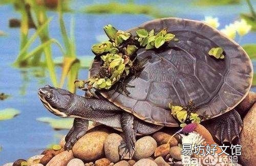 养乌龟喂它吃什么食物,小乌龟吃什么食物 家养