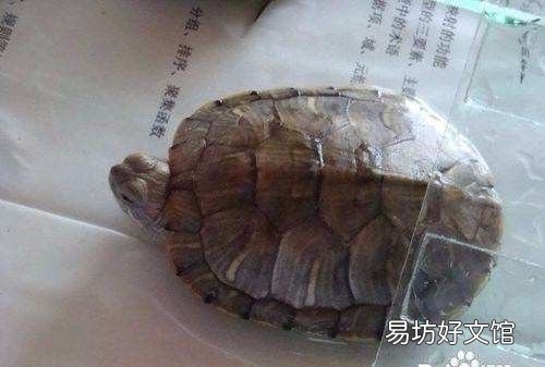 养乌龟喂它吃什么食物,小乌龟吃什么食物 家养