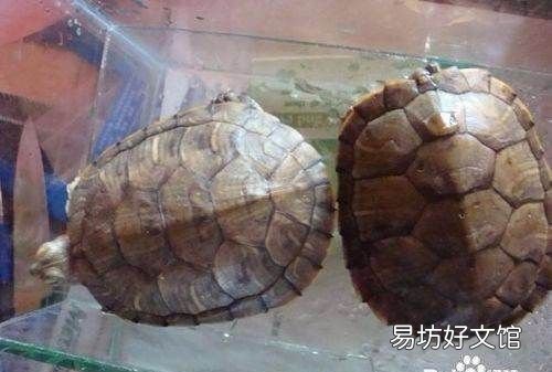 养乌龟喂它吃什么食物,小乌龟吃什么食物 家养