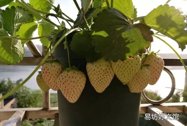 白草莓是怎么造成的 白草莓是怎么形成的